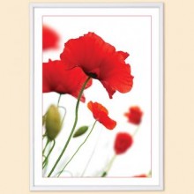 Pioneer Poster white 10x15